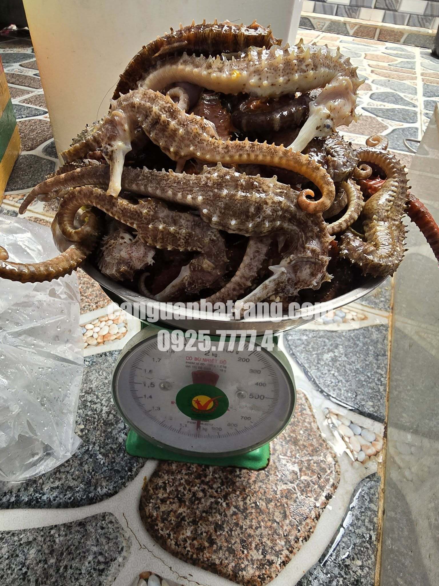 Cá ngựa đại dương thật - khai thác tự nhiên từ biển Nha Trang