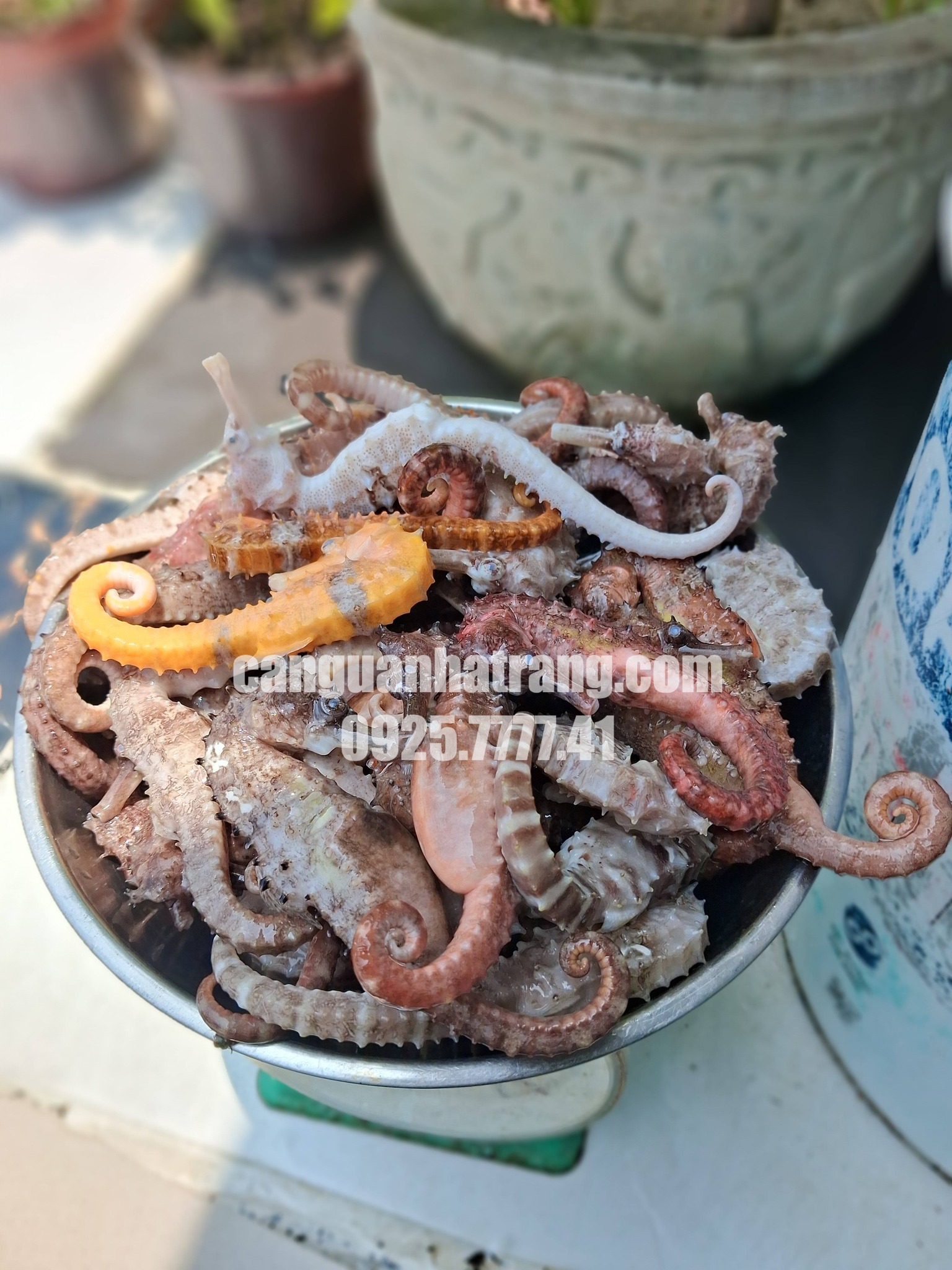 Tỷ lệ cá ngựa ngâm rượu chuẩn - 10-20 con/lít