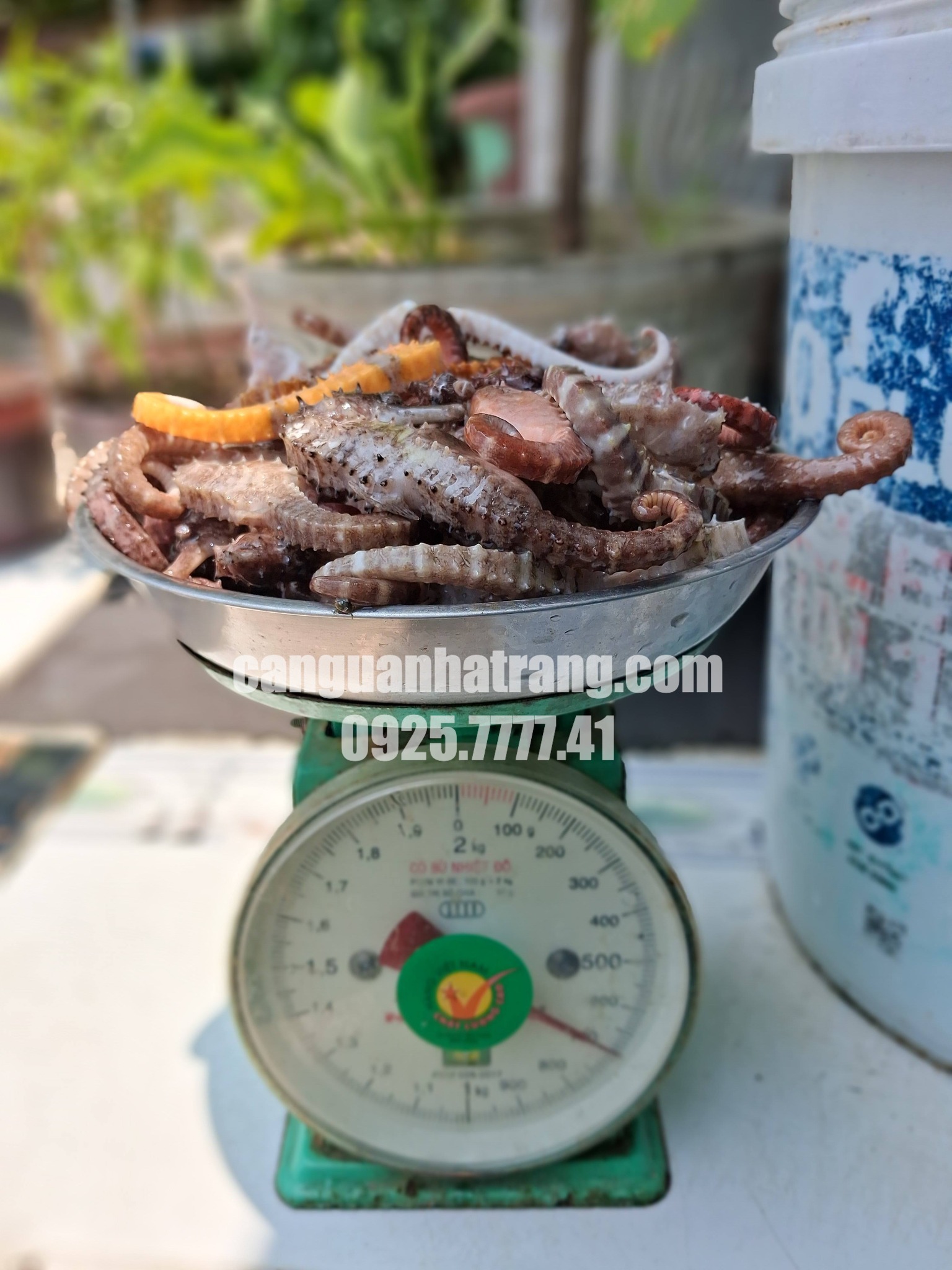 Cá ngựa ngâm rượu đúng tỷ lệ cho hiệu quả cao