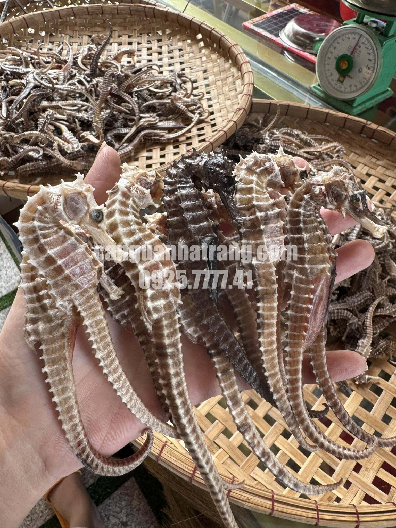 Cách bảo quản cá ngựa khô