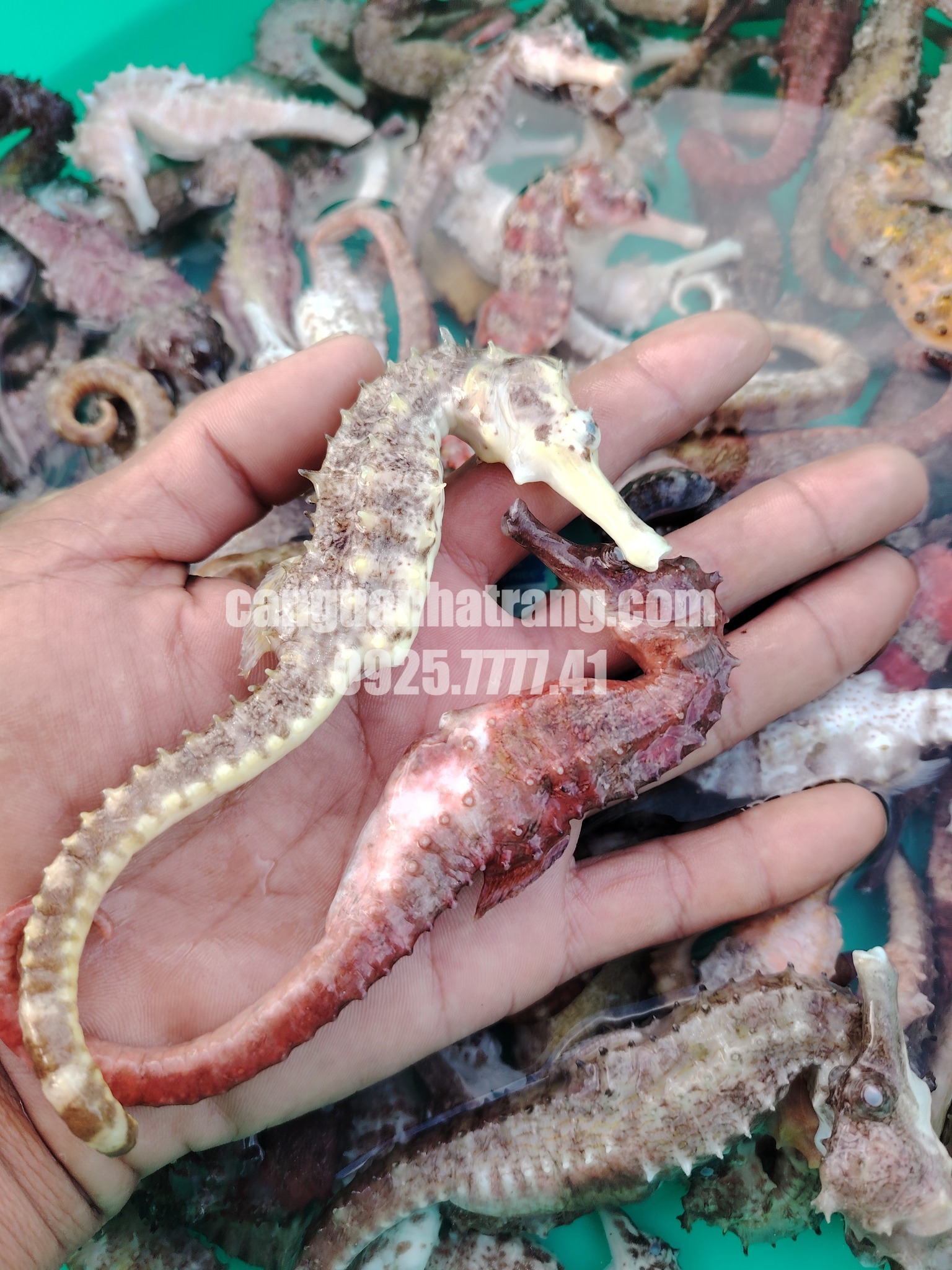 Địa chỉ mua cá ngựa uy tín tại TP HCM 2026