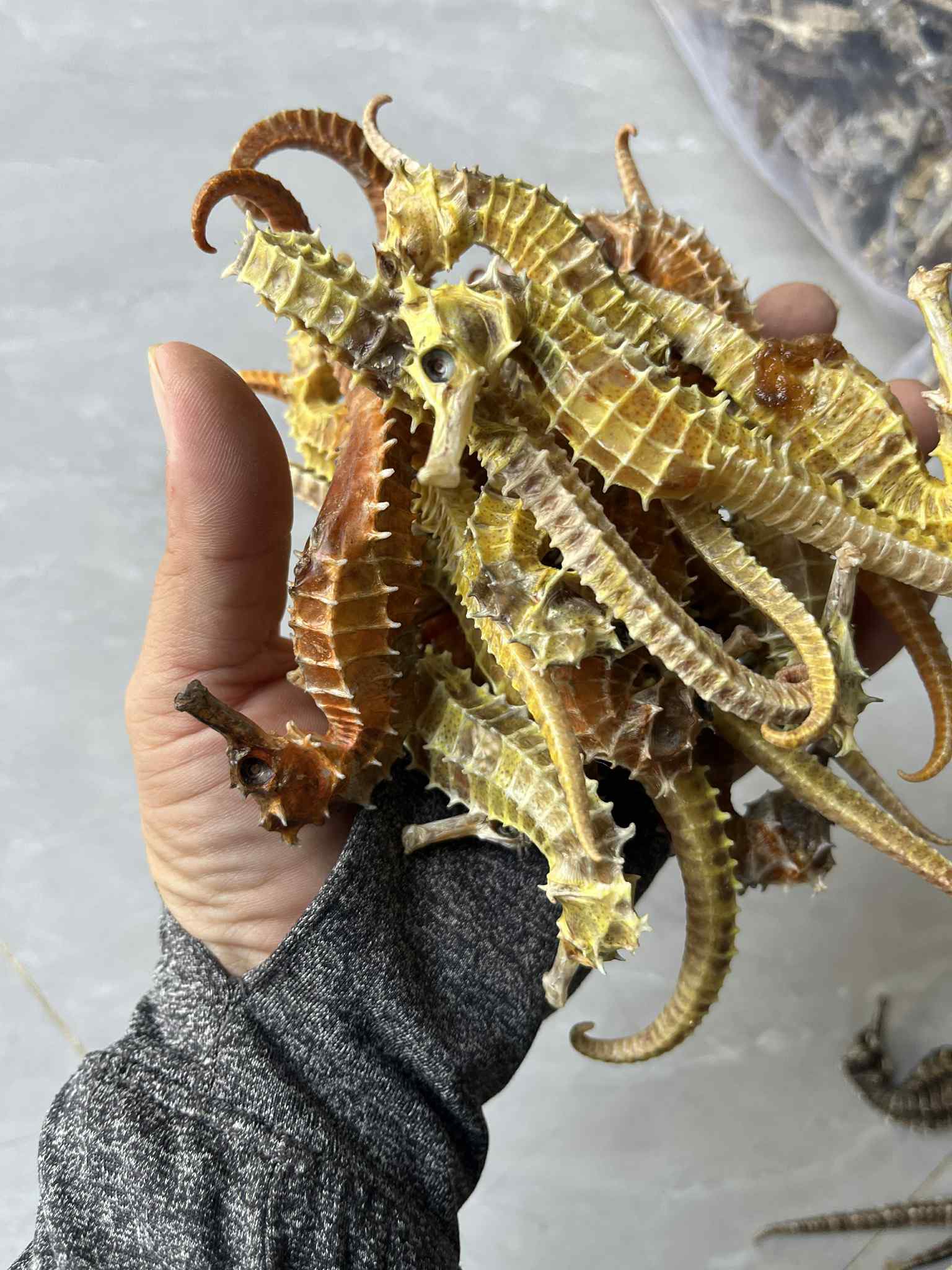 Các loại cá ngựa khô với màu sắc và size khác nhau
