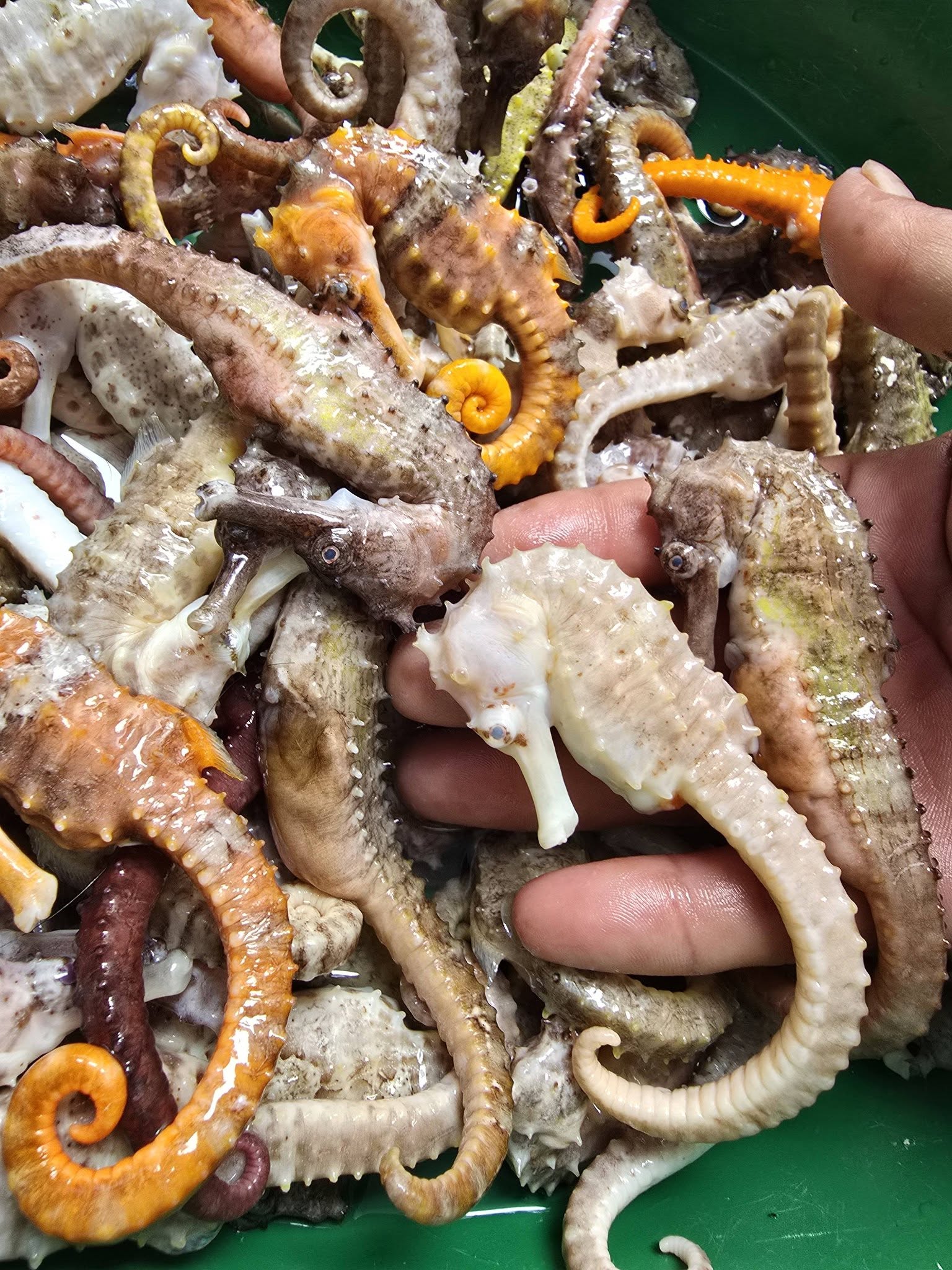Cá ngựa chữa hen suyễn - Bài thuốc dân gian hiệu quả