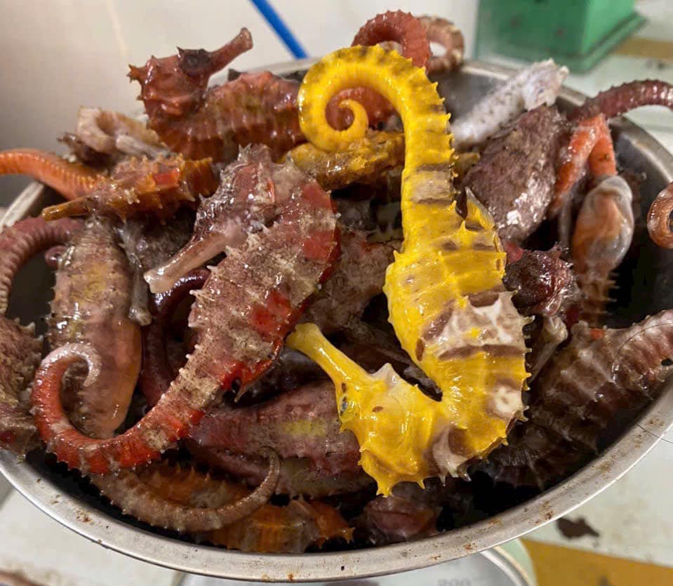 So sánh cá ngựa tươi và khô để ngâm rượu hiệu quả