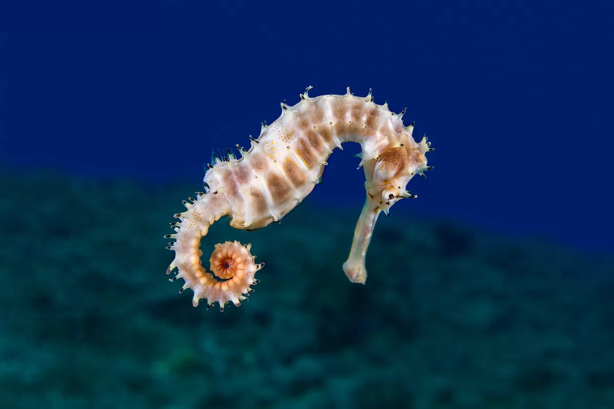 Cá ngựa gai - Hippocampus histrix